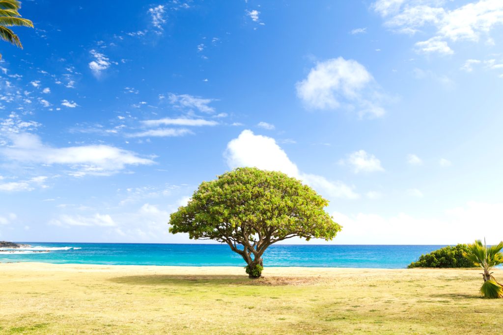 a beautiful tree on a beach